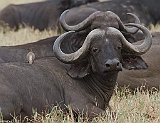 African buffalo and yelow-billed oxpecker